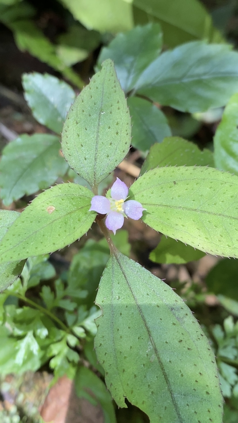 风柜斗草也叫楮头红,看看你认识吗?