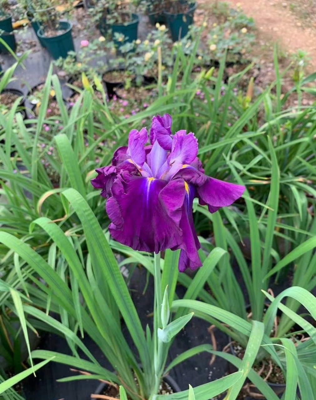 花菖蒲指隶属于鸢尾科鸢尾属的玉蝉花(risensara thunb.