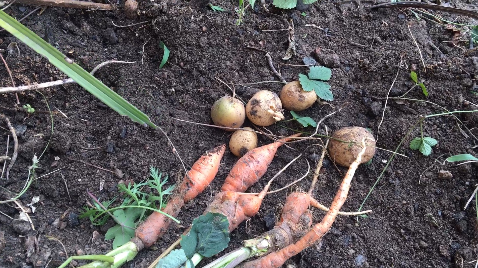 秋天院子或露台种一种蔬菜,平时不用浇水施肥,照样有收获