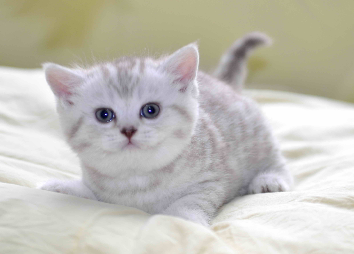 原来"土猫"和"宠物猫"差别很大,真的不忽悠你