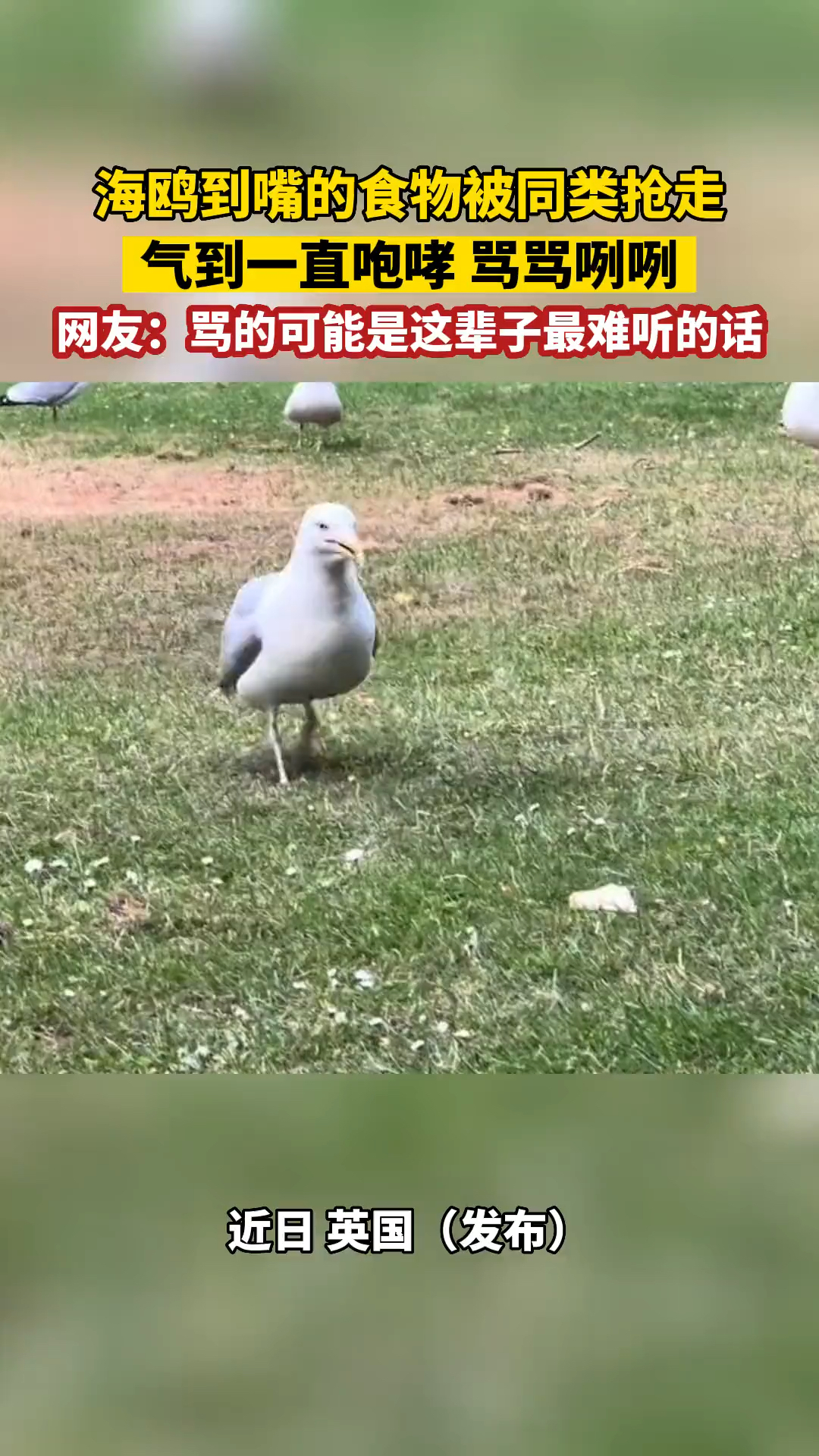 海鸥到嘴的食物被同类抢走,气到一直咆哮,骂骂咧咧