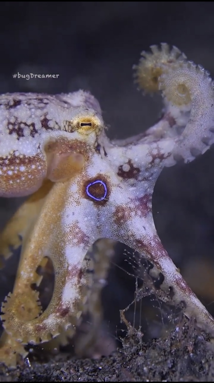 蓝环章鱼广泛分布在日本与澳大利亚之间的太平海域中