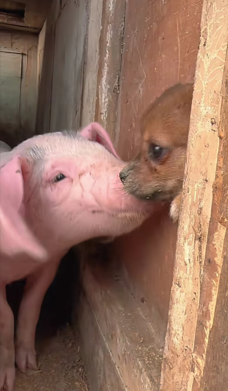 这样混合养,真养出了"猪朋狗友"哈哈哈哈[可怜][可怜][可怜]