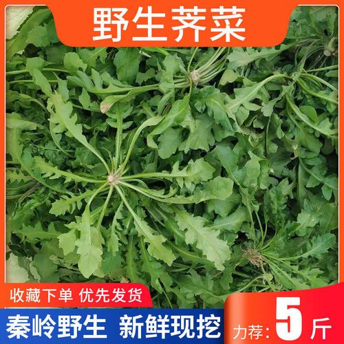 泥胡菜与蒲公英图片