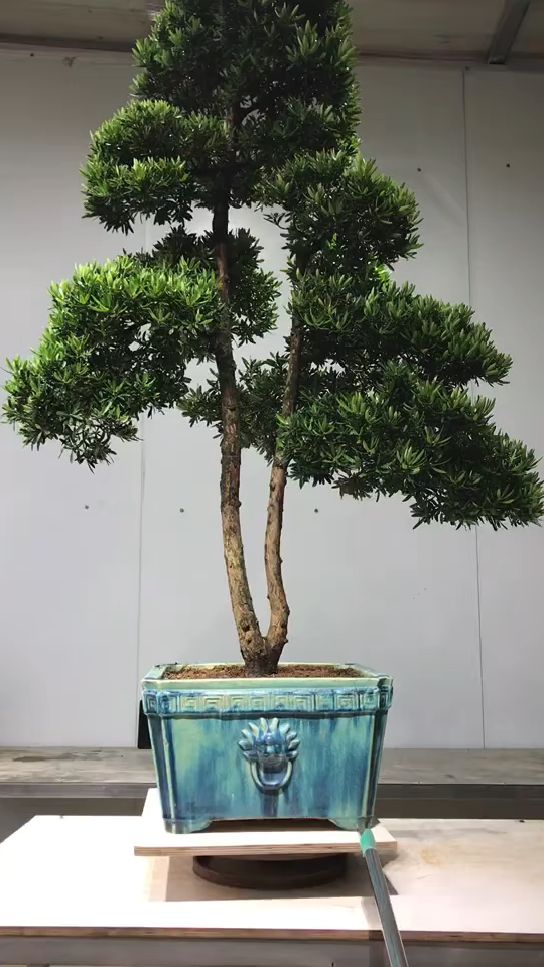 双杆罗汉松盆景作品分享给大家欣赏一下-度小视