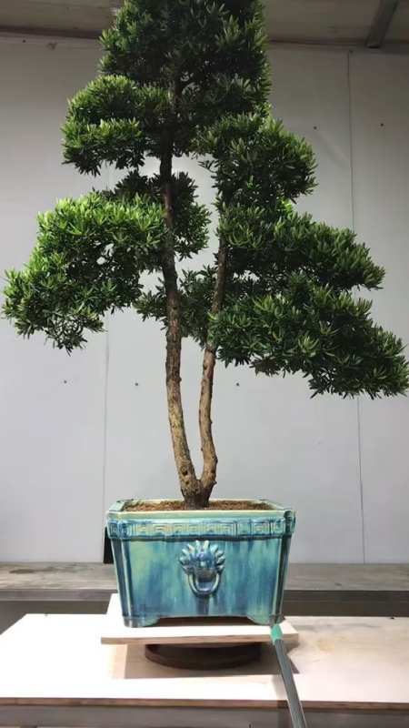 双杆罗汉松盆景作品分享给大家欣赏一下-度小视