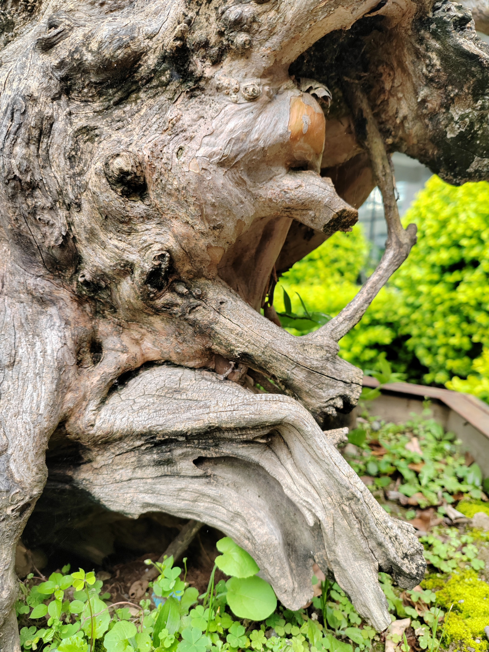 非常罕见的紫薇盆景古树桩,大自然写真摄影图片