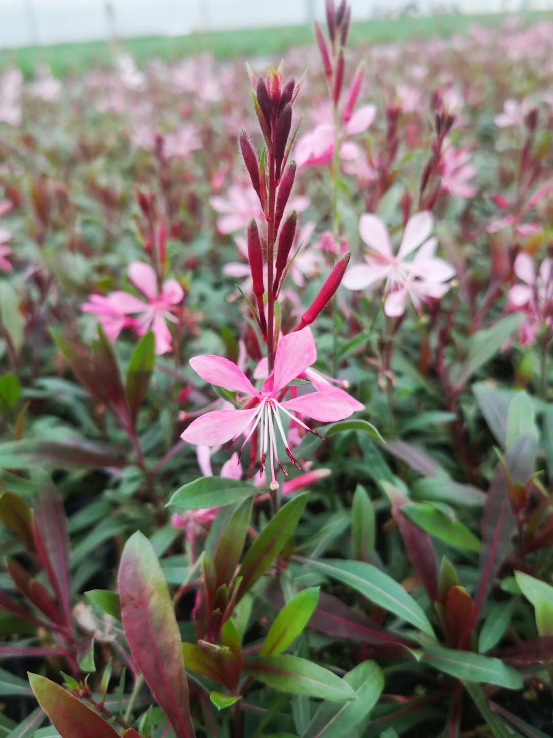 山桃草也叫千鸟花,开花好看适合做花海的景观植物