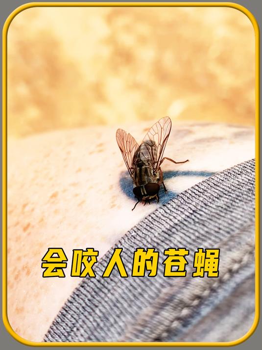 你知道什么样的苍蝇,会咬人吗,有点意思!