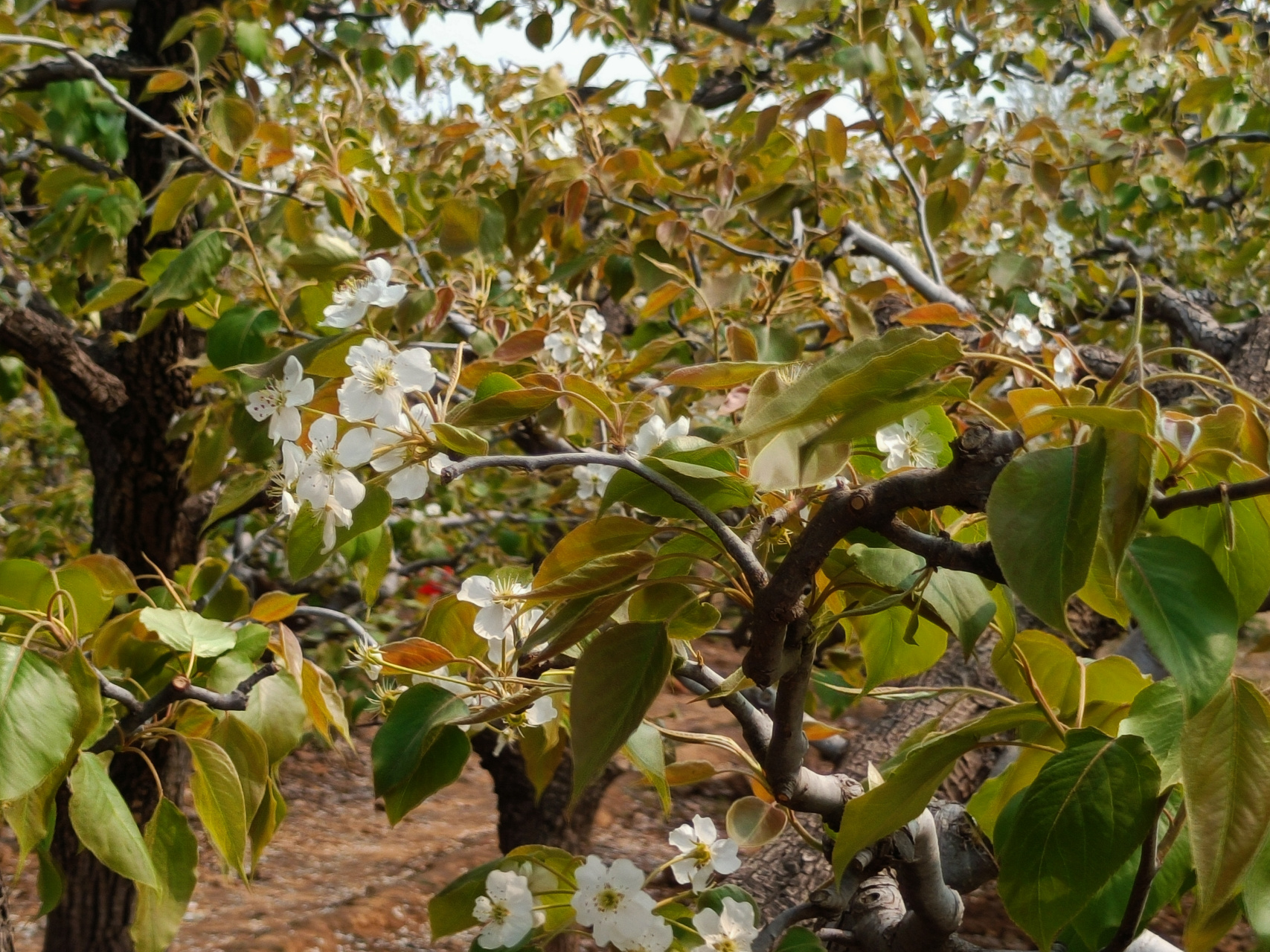 魏县大宋梨园欣赏梨花