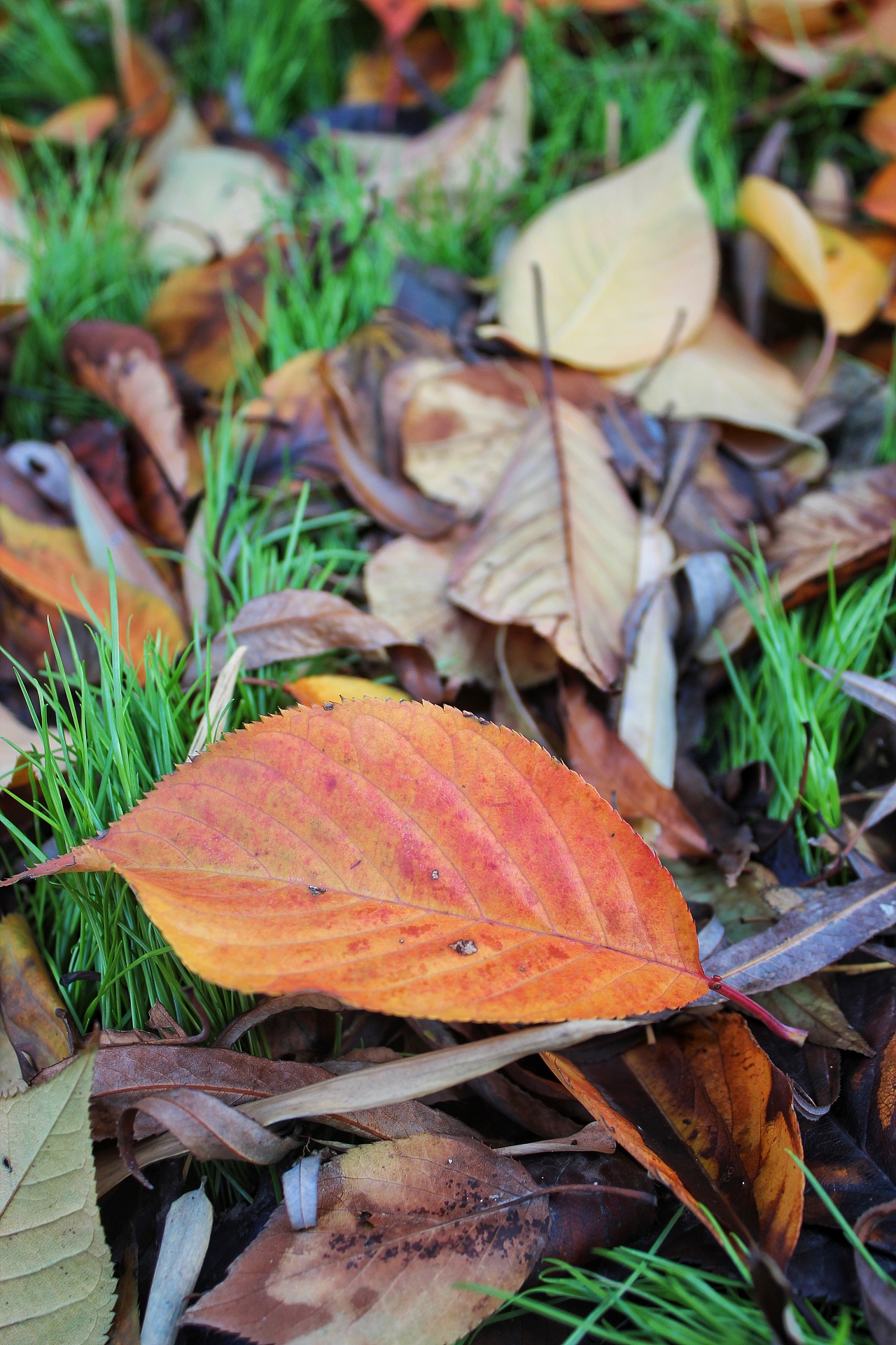 七言绝句《疏漏秋声》