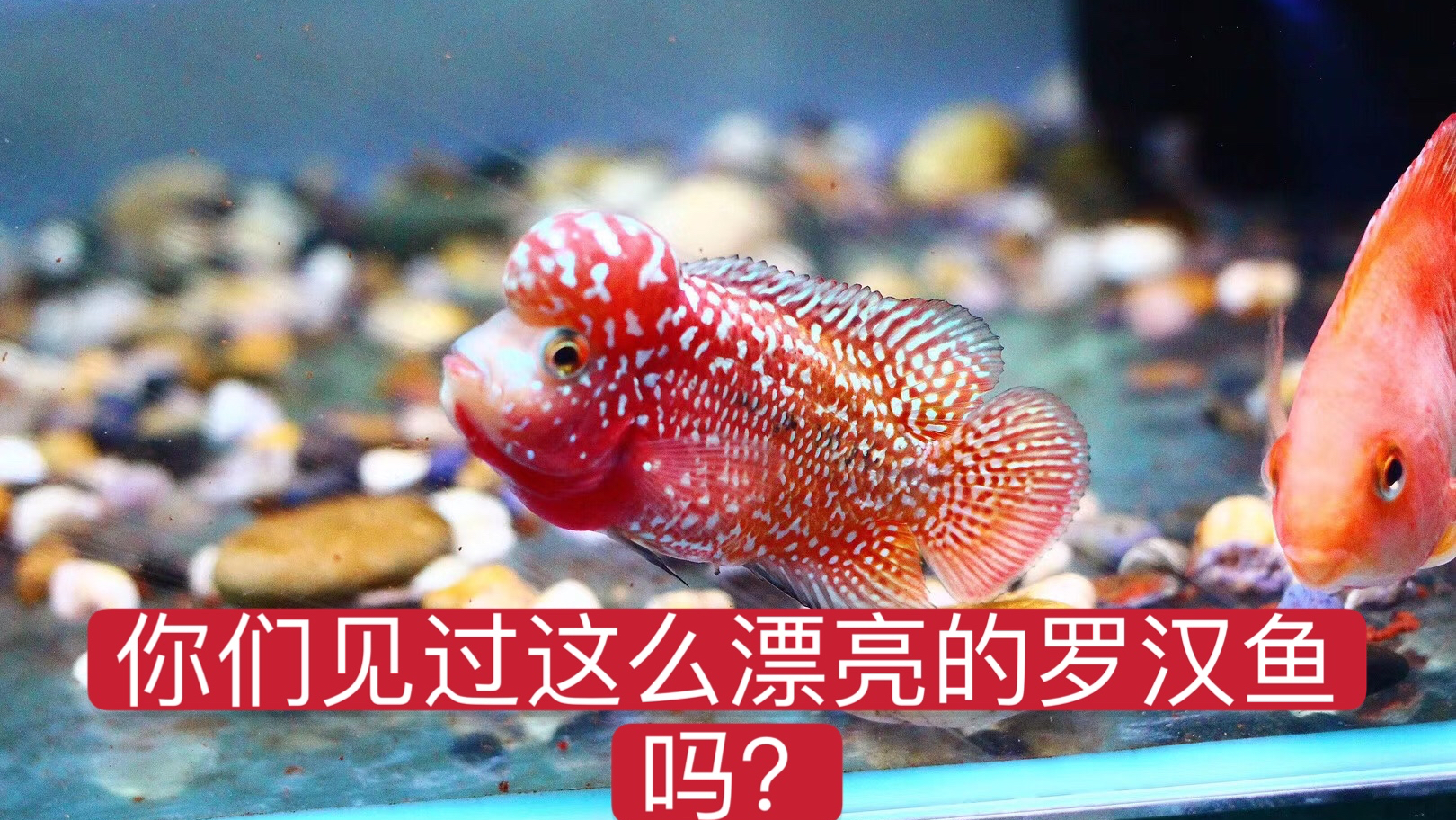 见过这么漂亮的古典金花罗汉鱼吗?