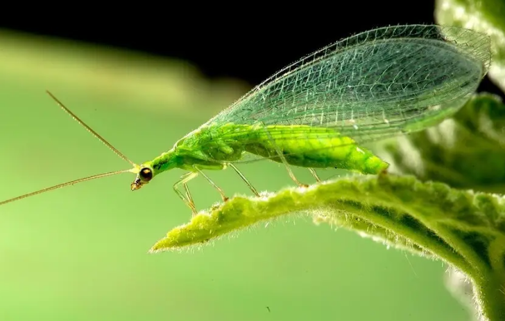夏天常见的绿色飞虫图片