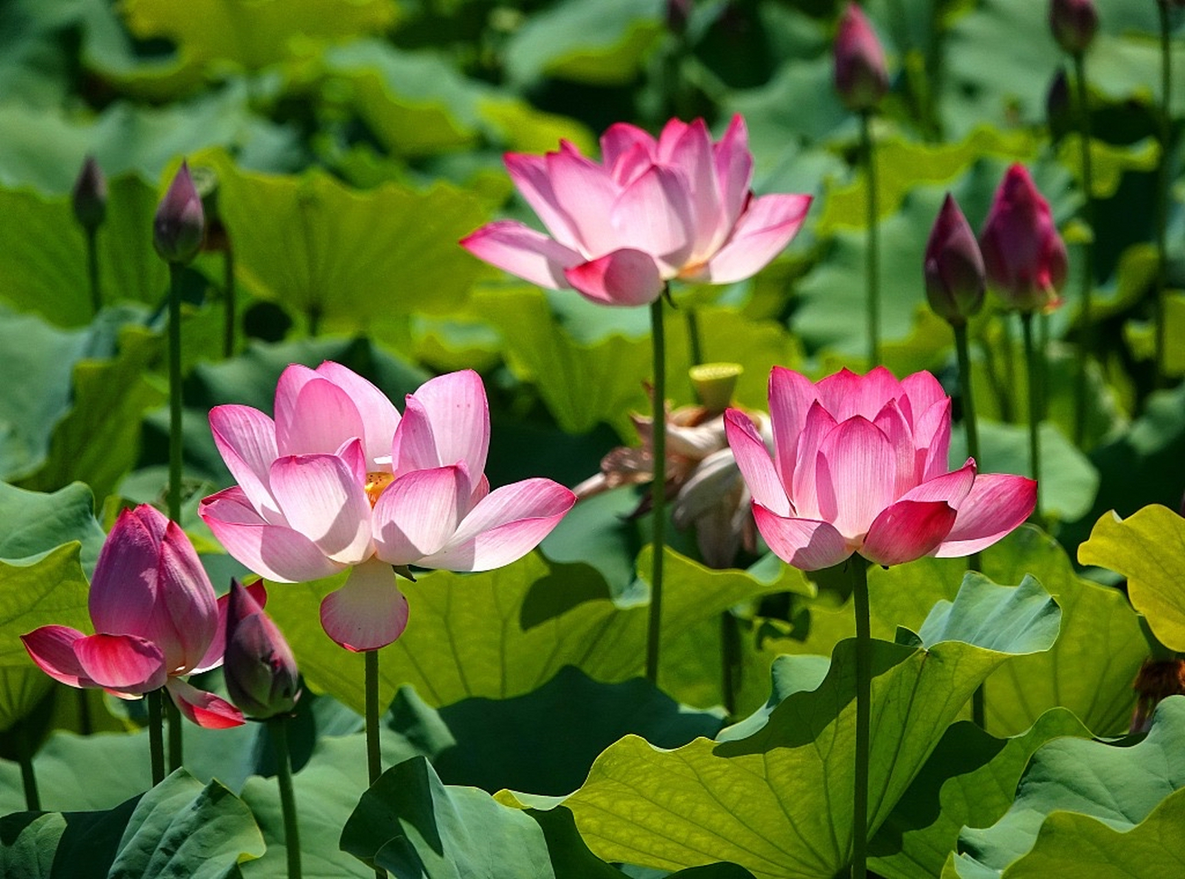 国内文旅# 近日,北京莲花池公园荷花盛开03,进入最佳观赏期.