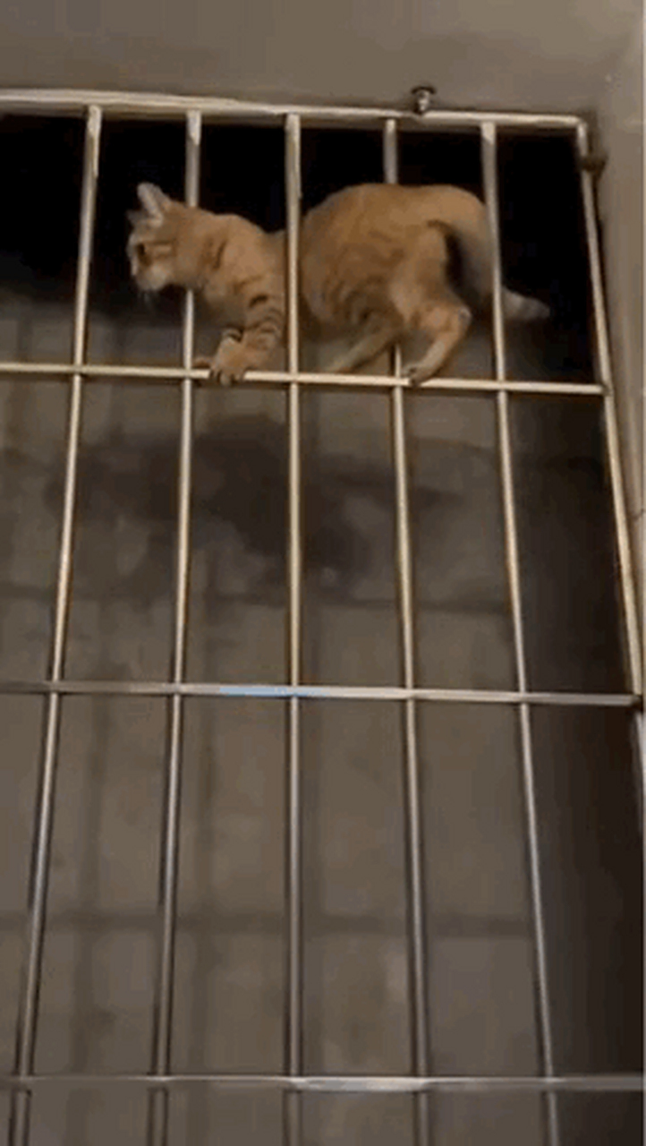 猫咪走位,纵享丝滑.