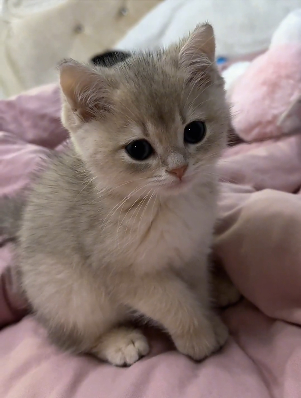 主人:小猫咪今天刚到家,看起来有点可怜兮兮的,真是惹人爱!