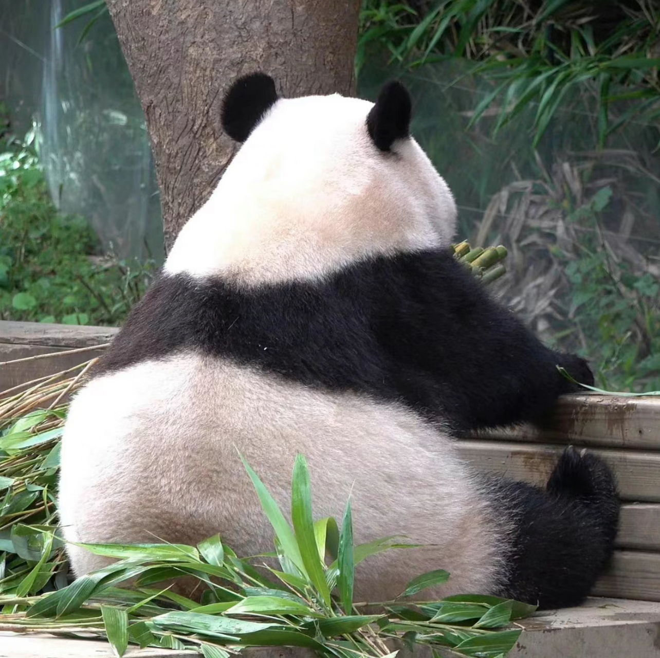 福宝的背影,肉眼可见的膨胀起来,哈哈哈哈,等比长大的宝宝好可爱