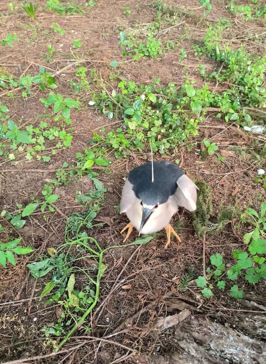 頭上頂一根天線,是什麼鳥#新奇事物