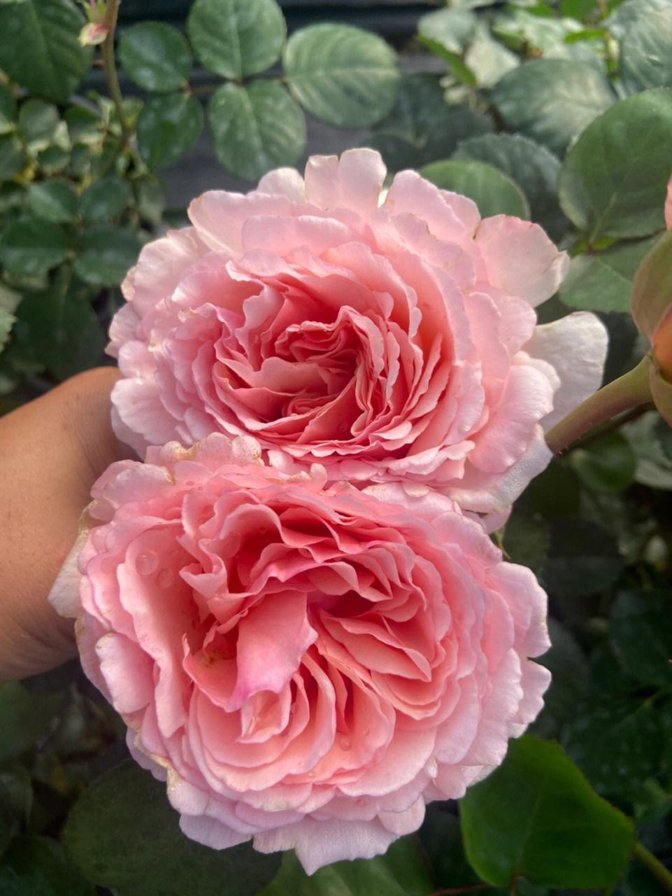月季花—摩洛哥夏琳王妃.