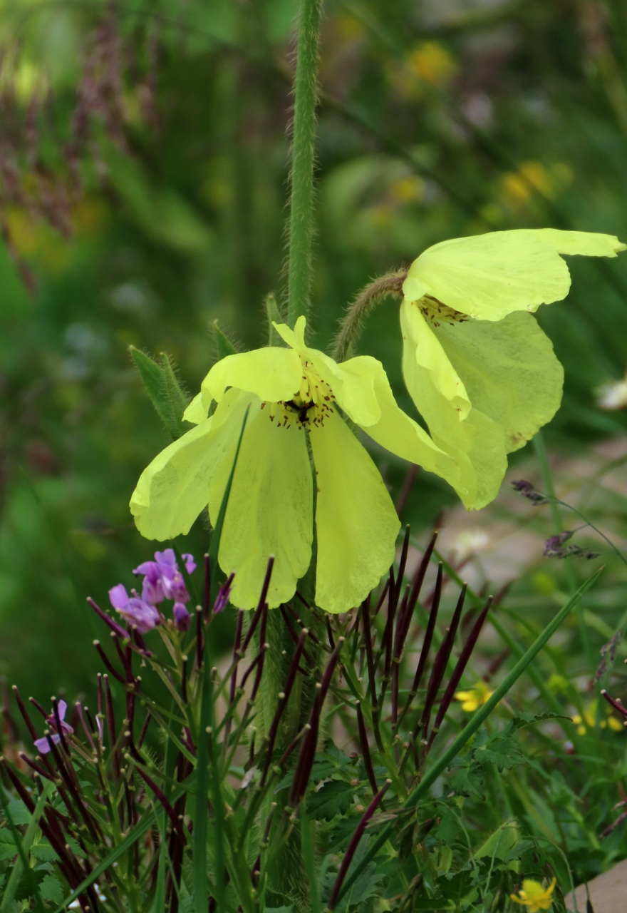 3  全缘叶绿绒蒿  全缘叶绿绒蒿,大约是我去川西之前,唯一能记住的