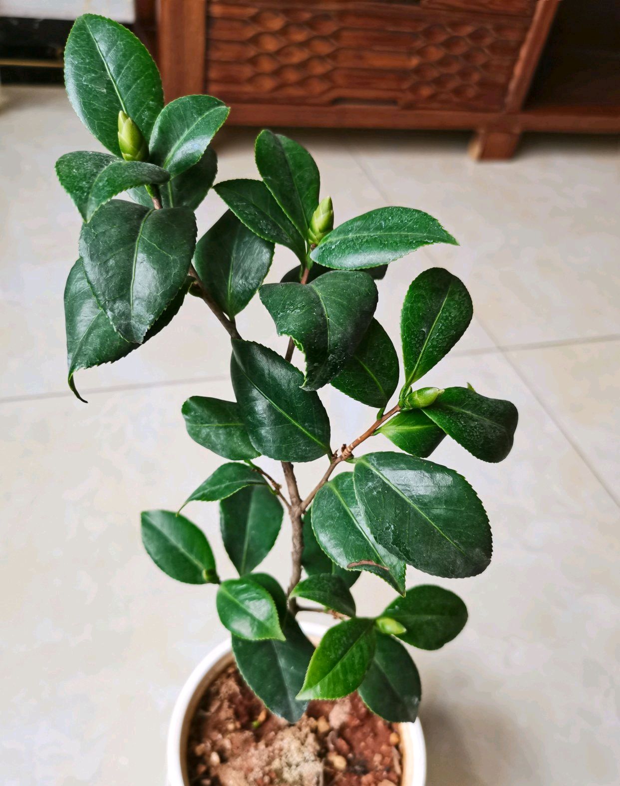茶花小苗第一年长花苞需要摘掉吗?花友们讨论激烈多人建议如此