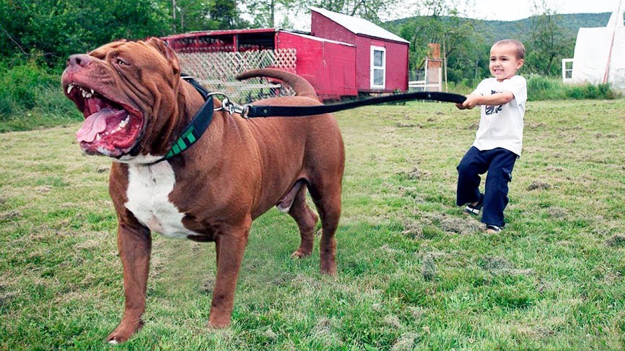 比特犬电脑壁纸图片