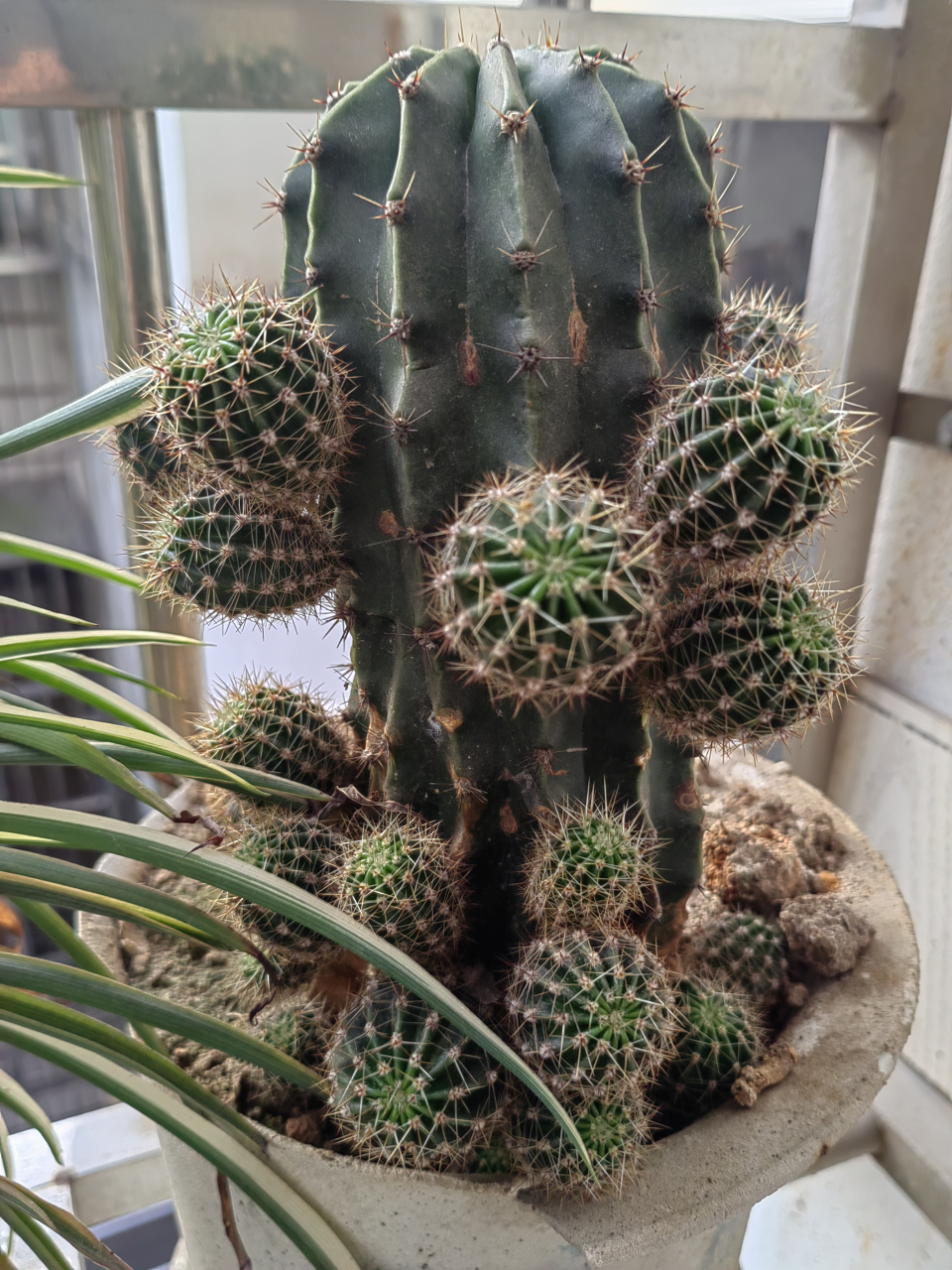 有人说这不是蟹爪兰而是仙人指,请问图二图三是仙人球还是仙人柱?