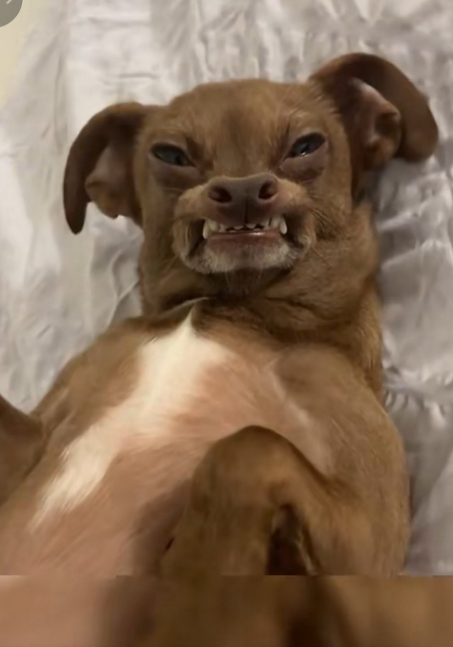 生气的狗子十分难看