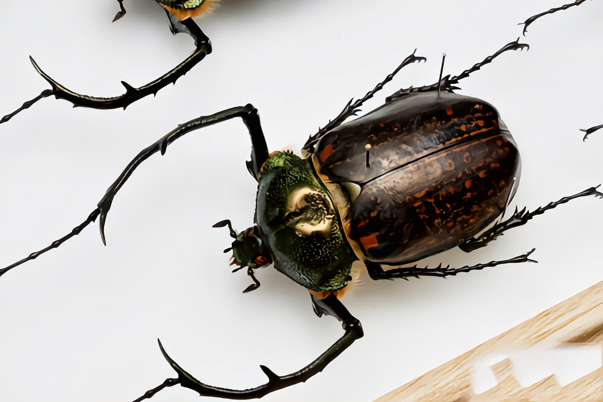 每天认识一种昆虫——越南长臂金龟 越南长臂金龟别名越南彩壁金龟,是