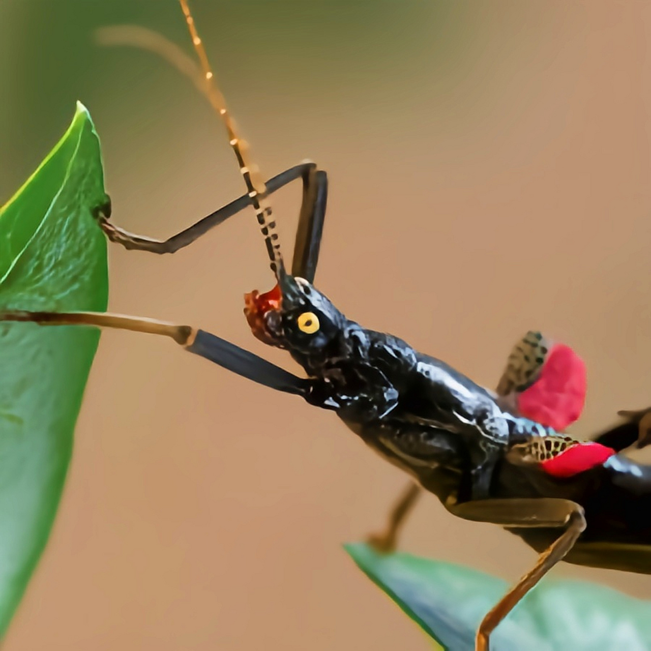 每天认识一种昆虫——黑魔鬼竹节虫 黑魔鬼竹节虫原产于秘鲁,体型娇小