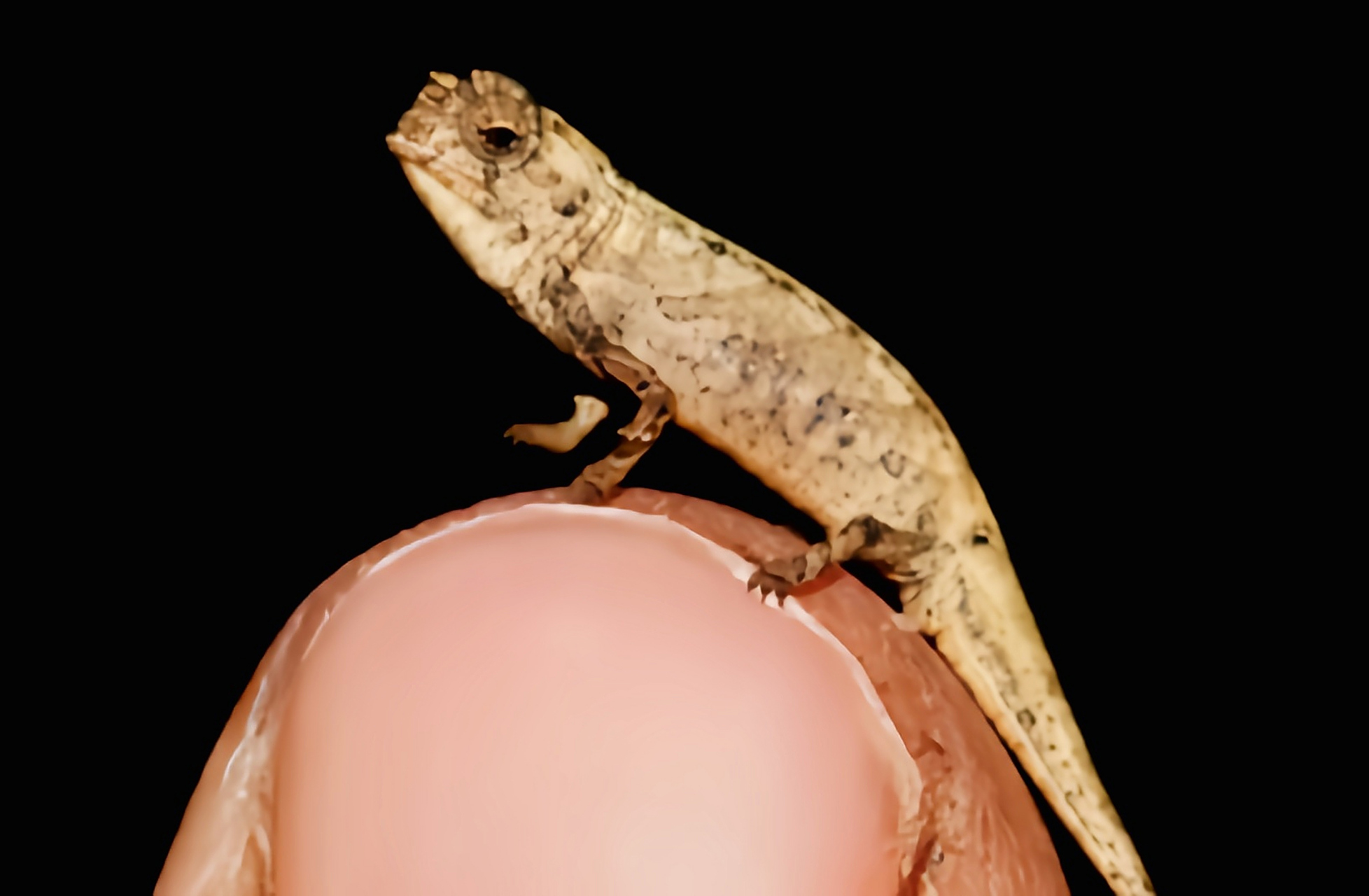 每天认识一种动物——纳米变色龙 纳米变色龙别名侏儒枯叶变色龙,是