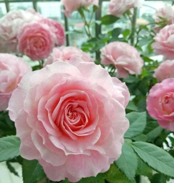 海神王月季真是一生推 开花性好花大