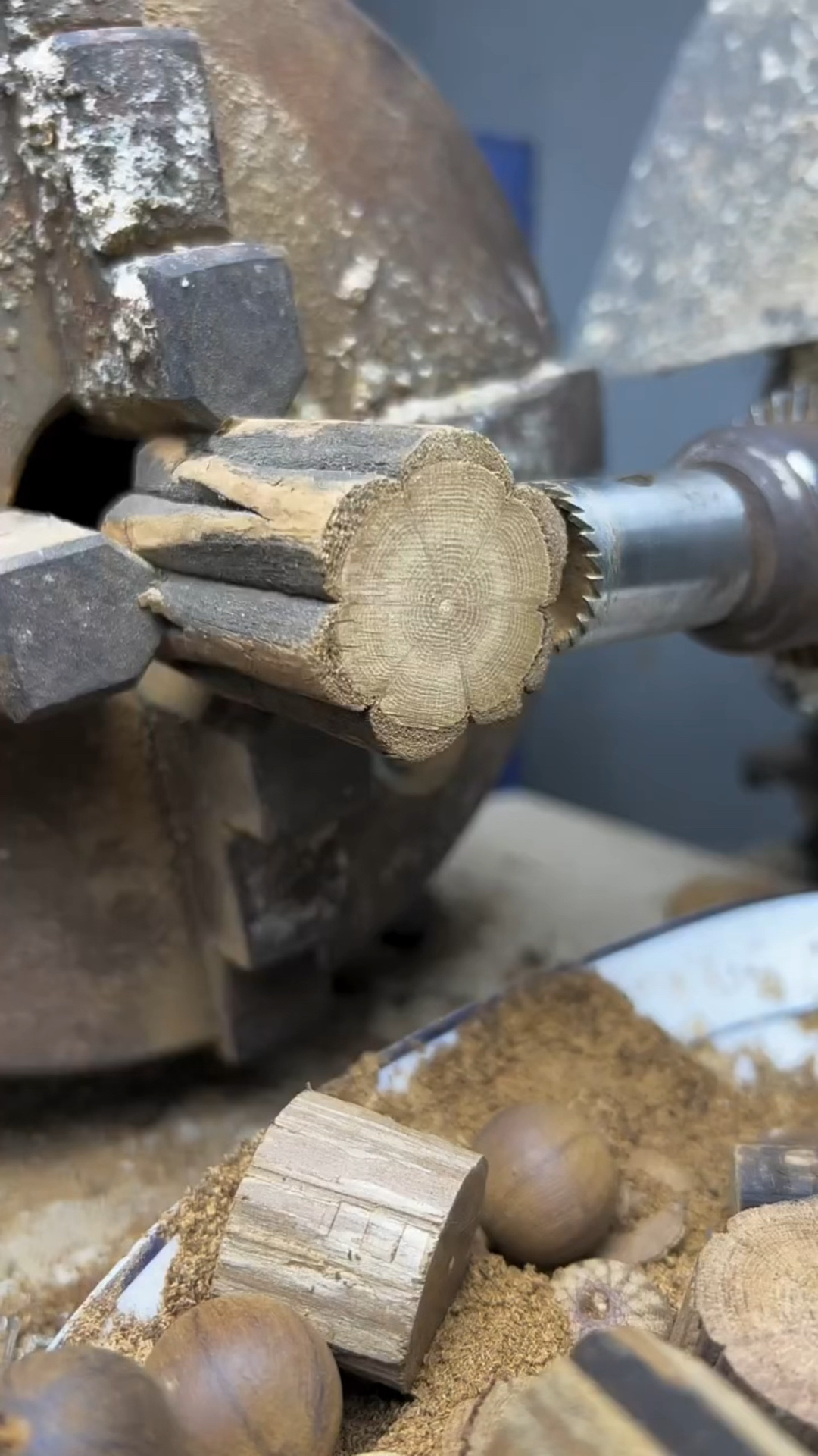 六道木也叫做降龙木,以身有六道瓣线如莲花绽放而闻名天下,清香味.