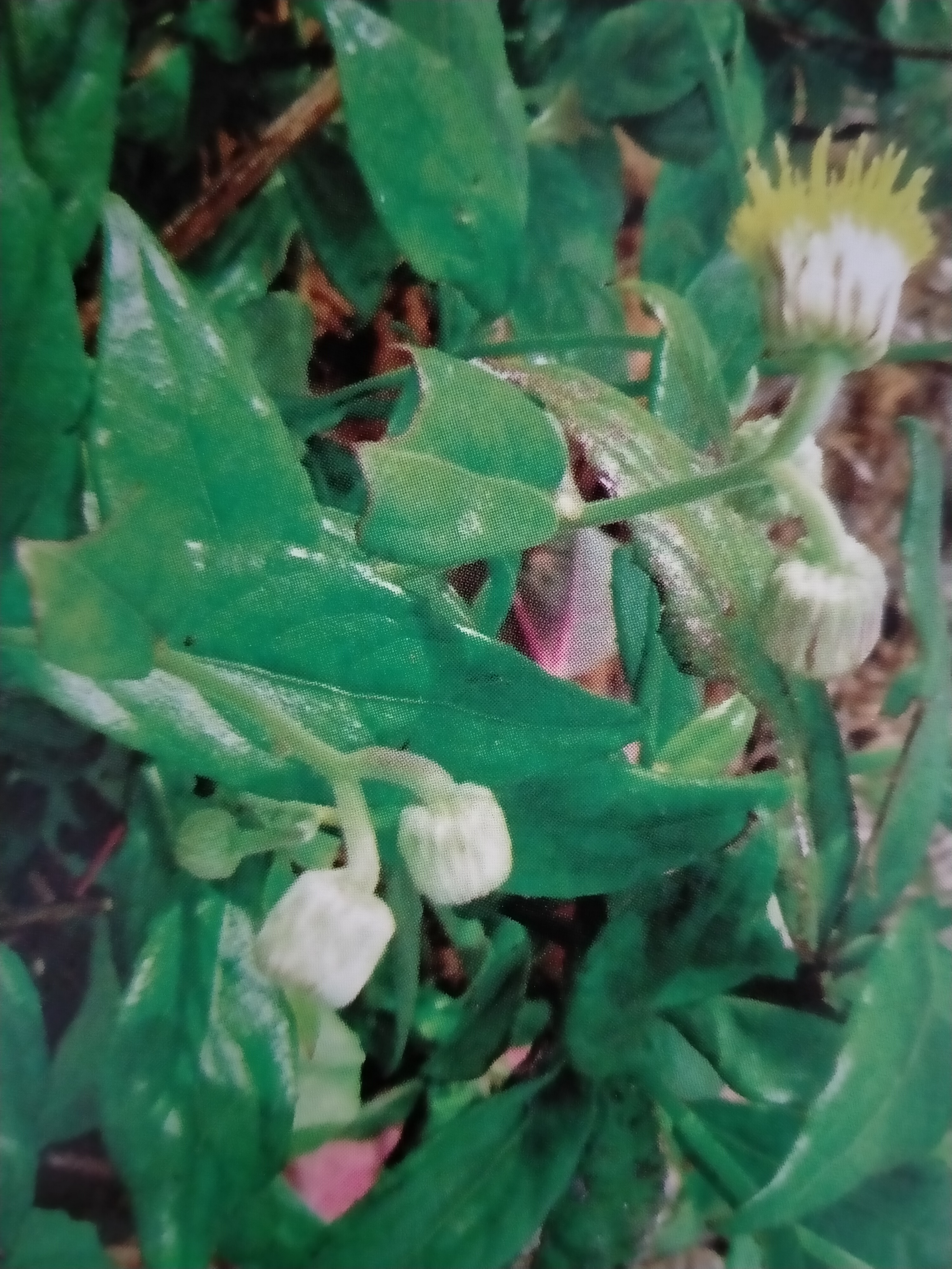 菊科植物东风草