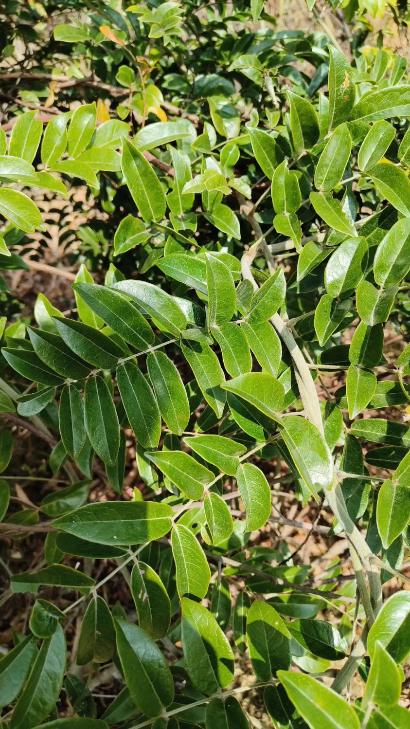 大叶牛大力.一种煲汤泡酒的好材料-度小视
