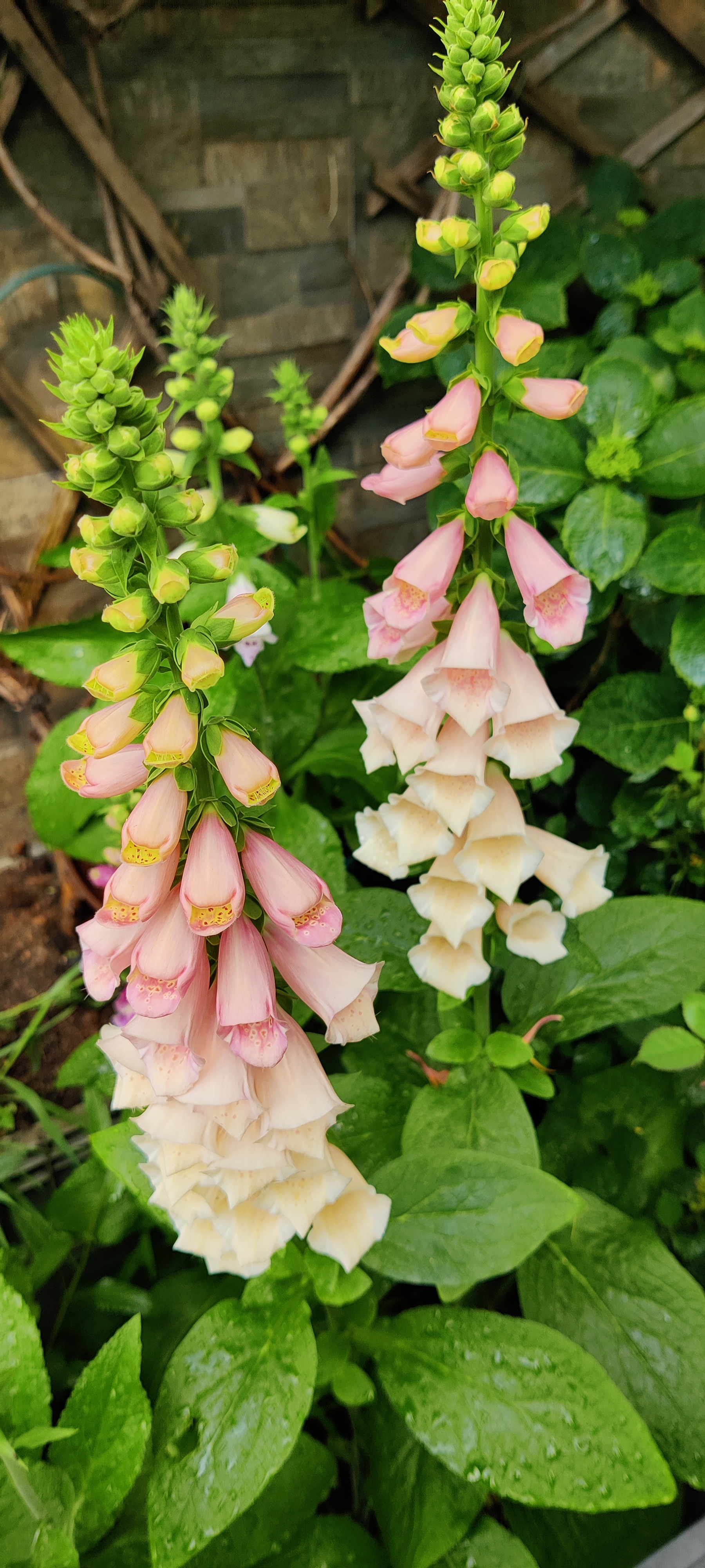 莺飞草长,春风花草香