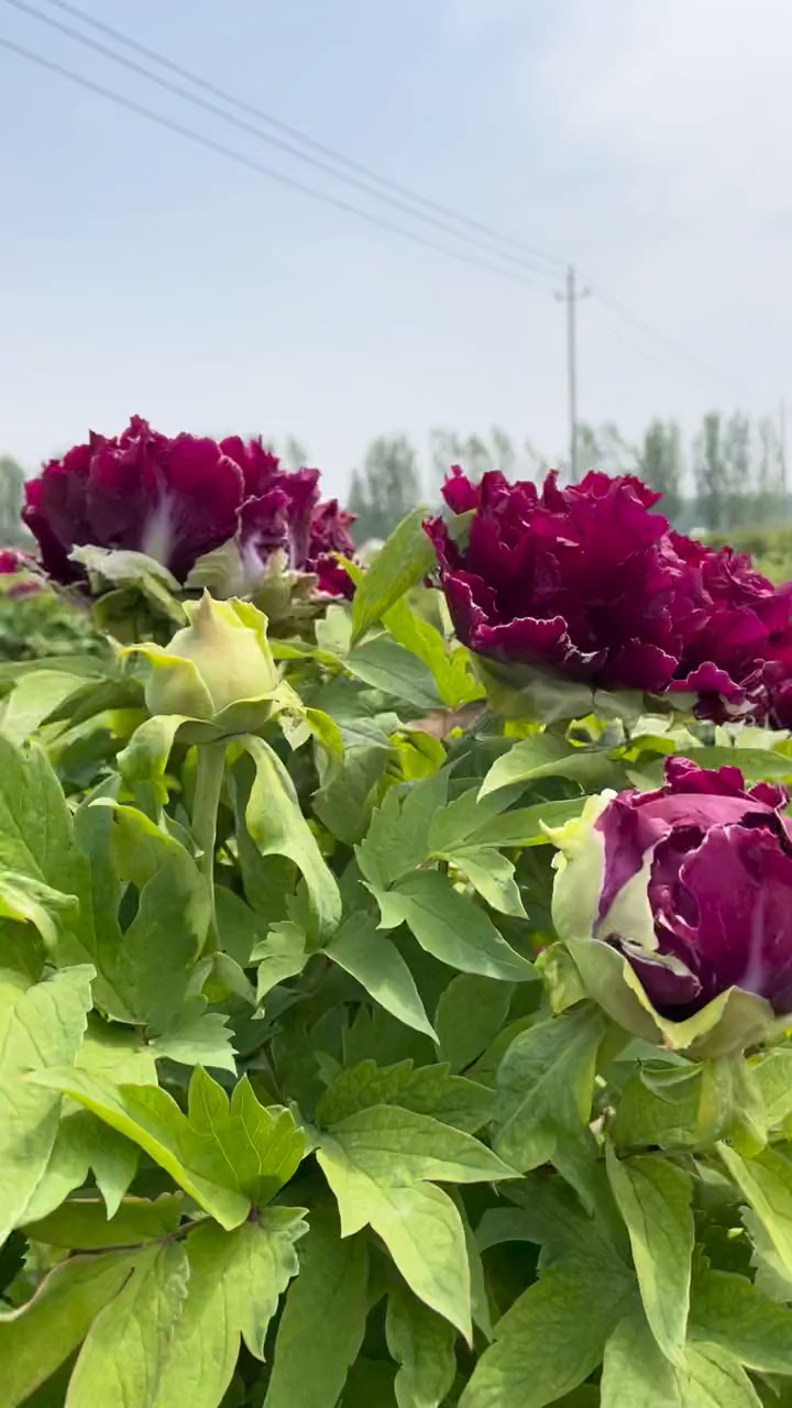 牡丹品种:皇嘉门,黑色系牡丹