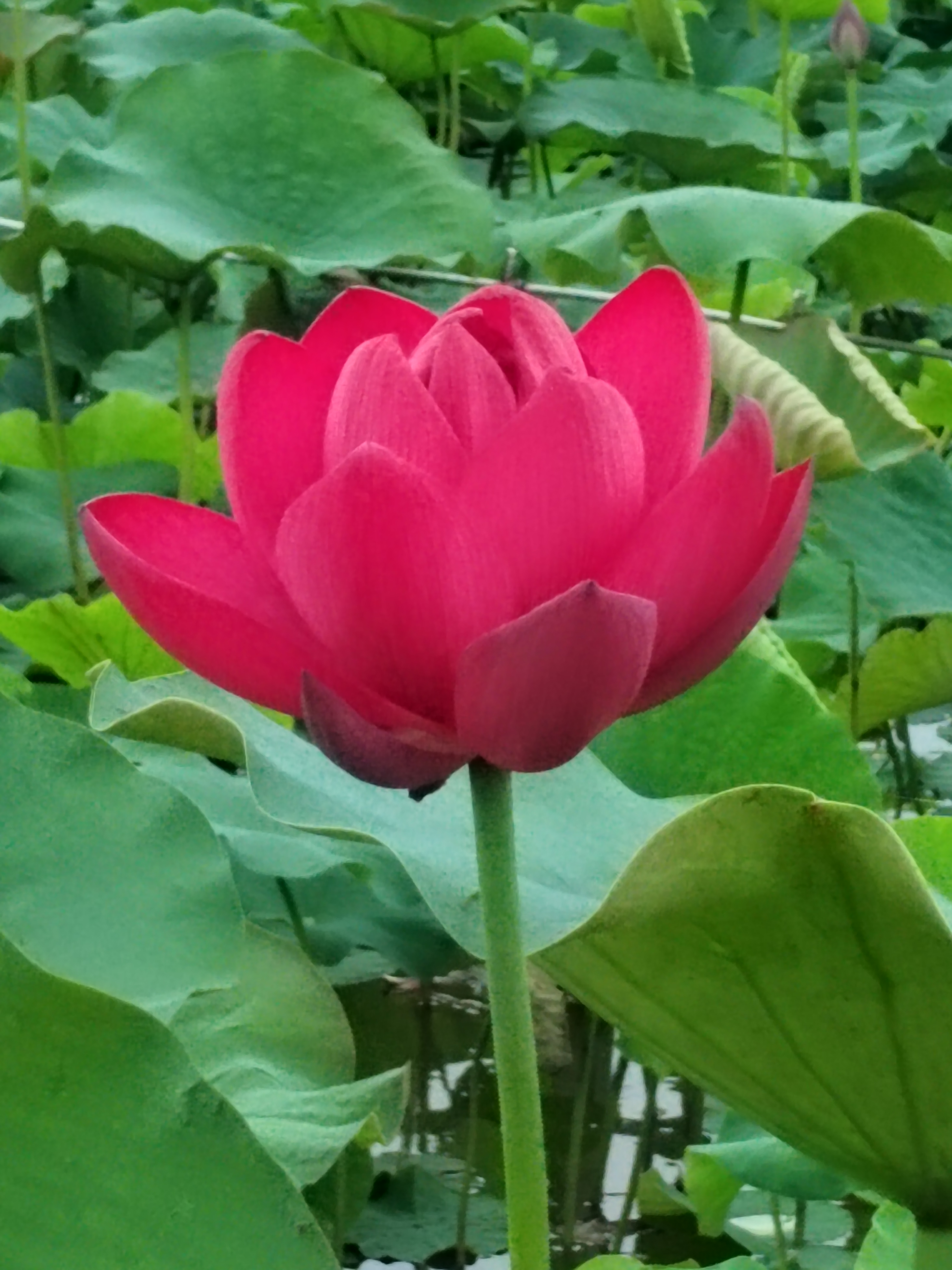 走进山湾的太空荷花