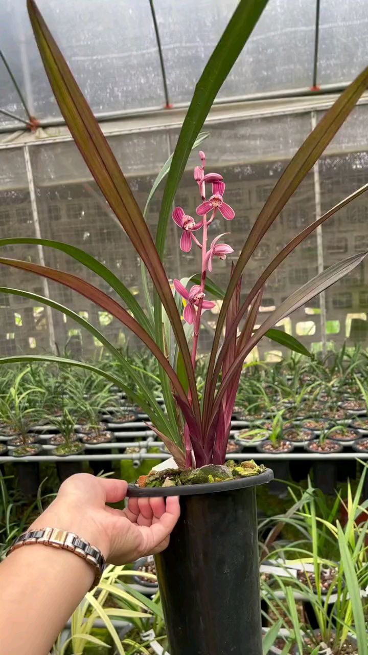 建兰名贵兰草兰花欣赏红草红荷兰花-度小视