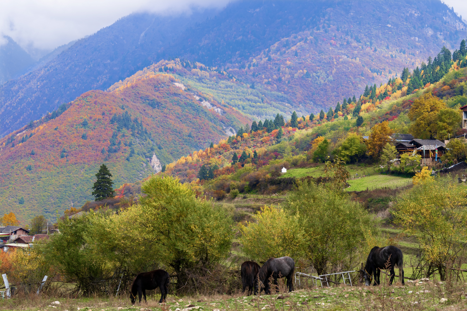 中查沟族王族中,为了躲避吐蕃各部落间的争夺之战,穿越丛林沼泽,高山