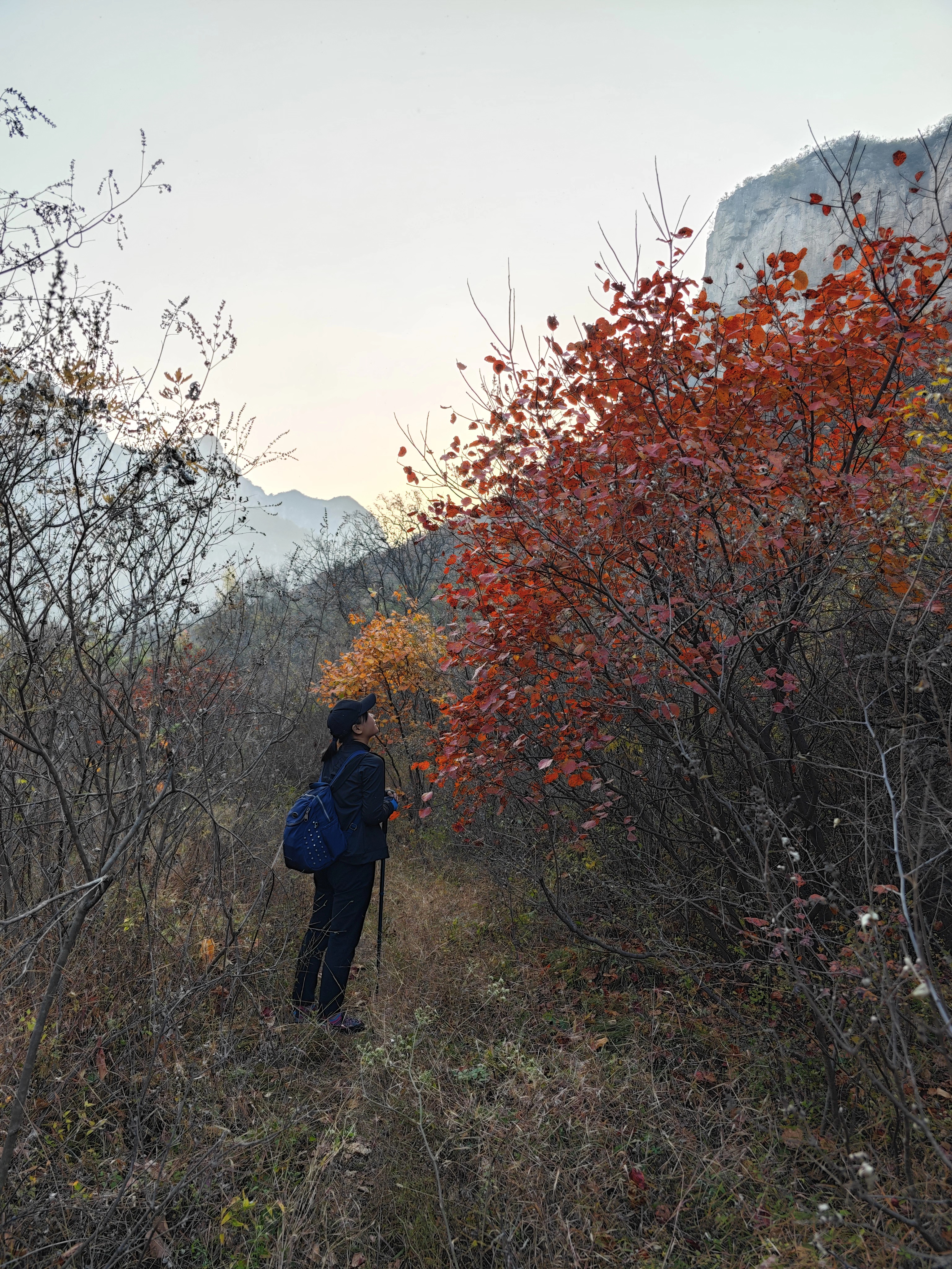 大概山中已经满目萧瑟了吧?
