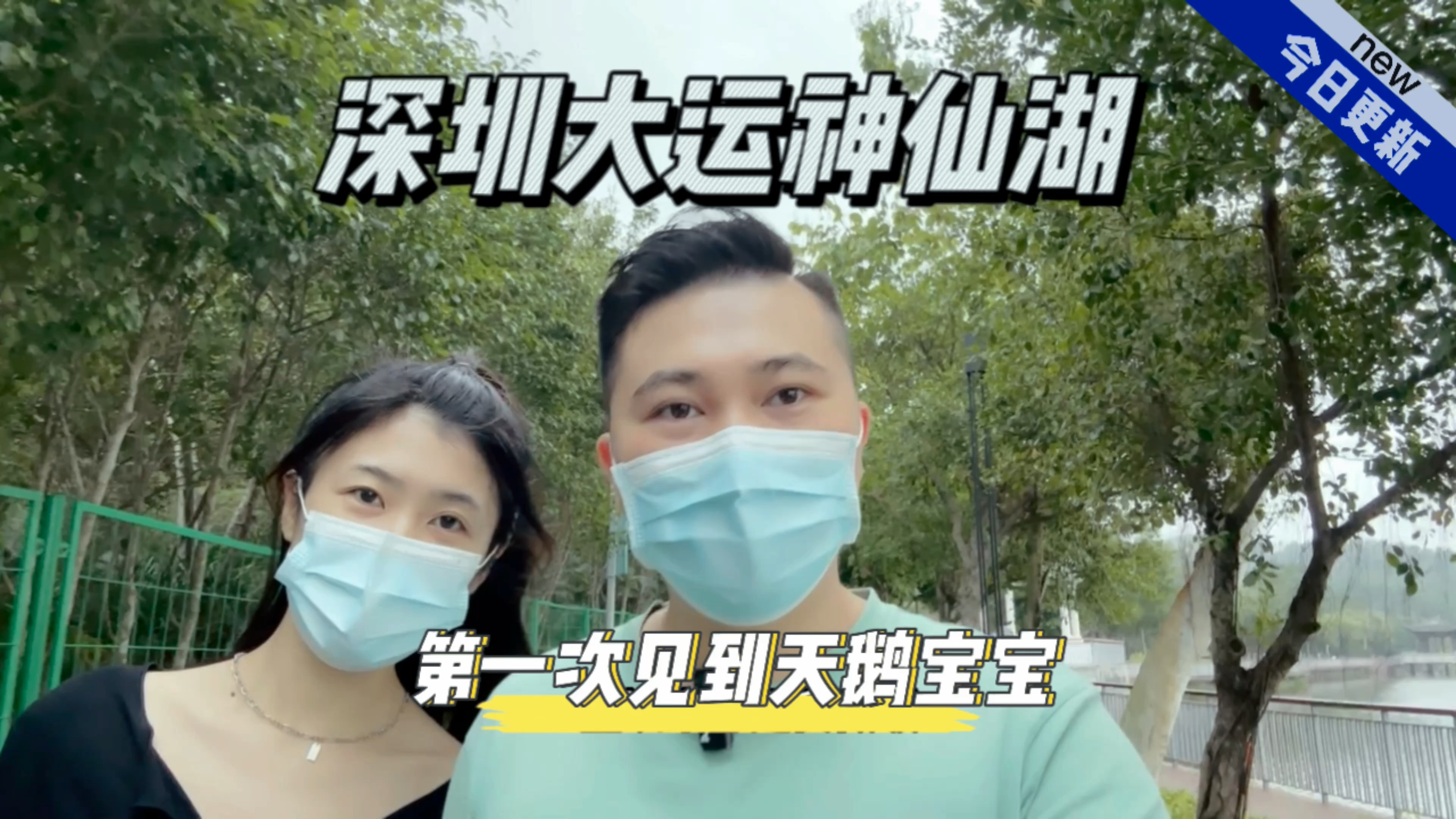 深圳大运神仙湖,第一次见到天鹅宝宝
