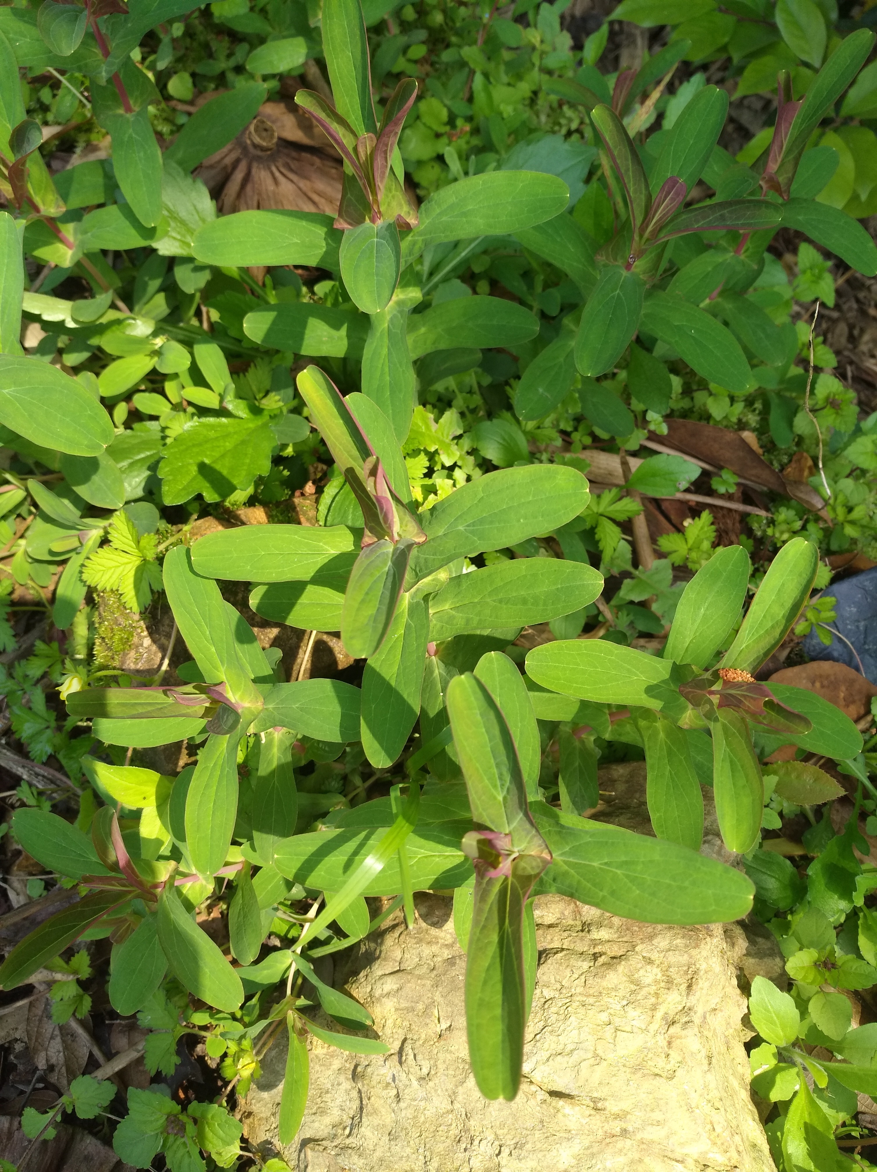 野生元宝草,因其叶子像古代的钱币,有药用价值植物