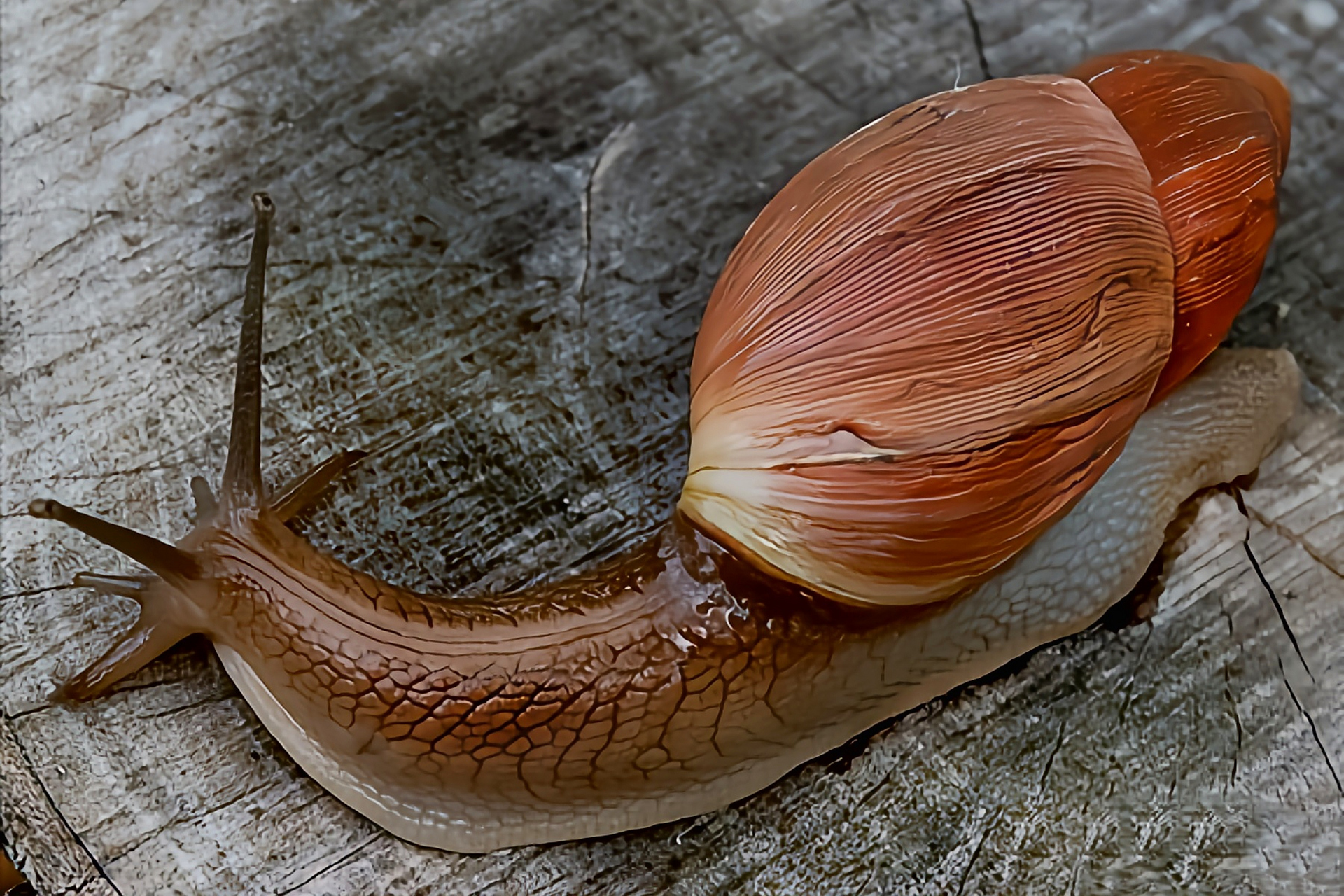 每天认识一种动物——玫瑰橡子螺 玫瑰橡子螺别名玫瑰蜗牛,原产于北