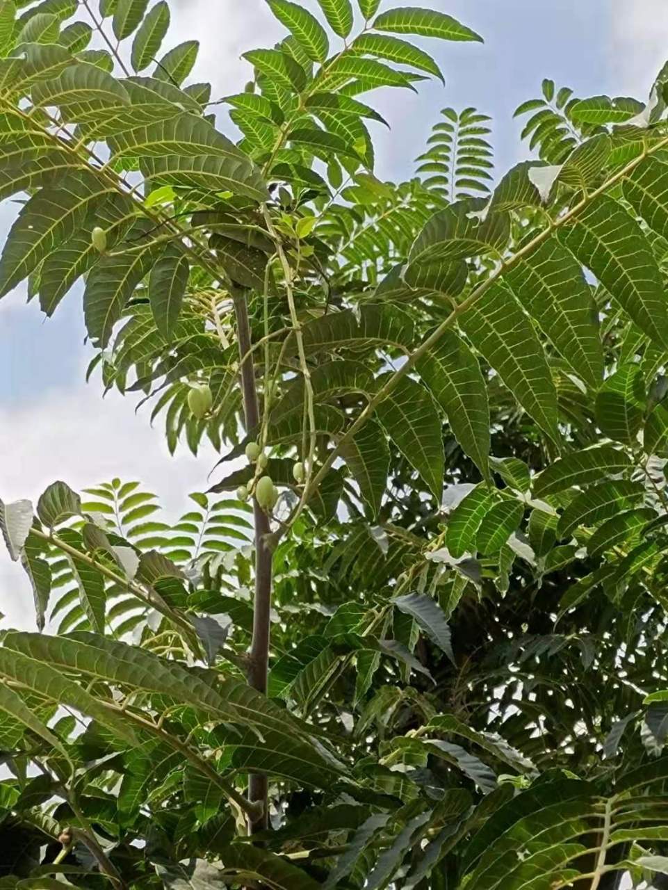 香椿树竟然结果子 今天回潍坊老家,收拾院子里的杂草,看见香椿树上结