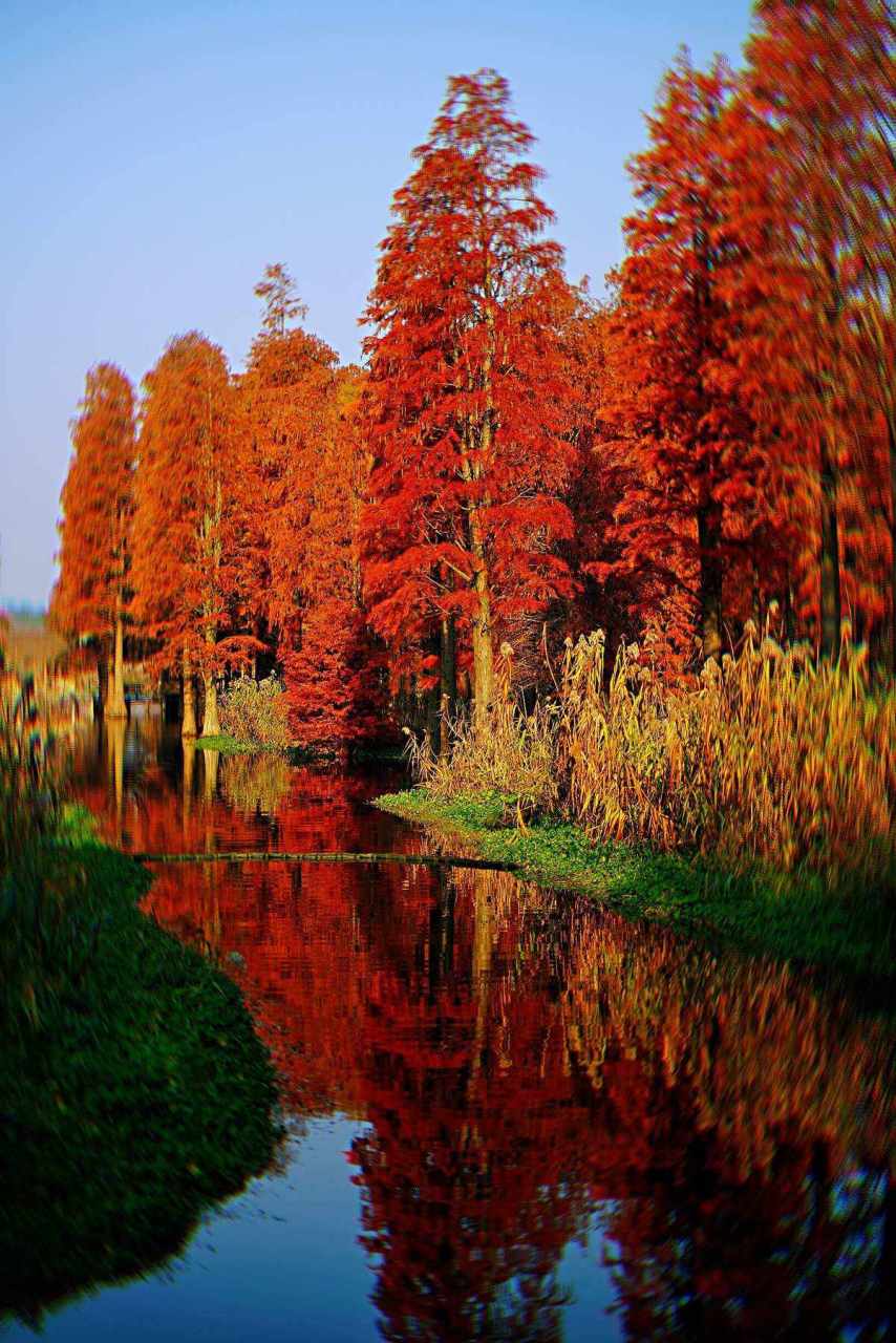 水杉是秋天这个季节里最亮眼的明星.