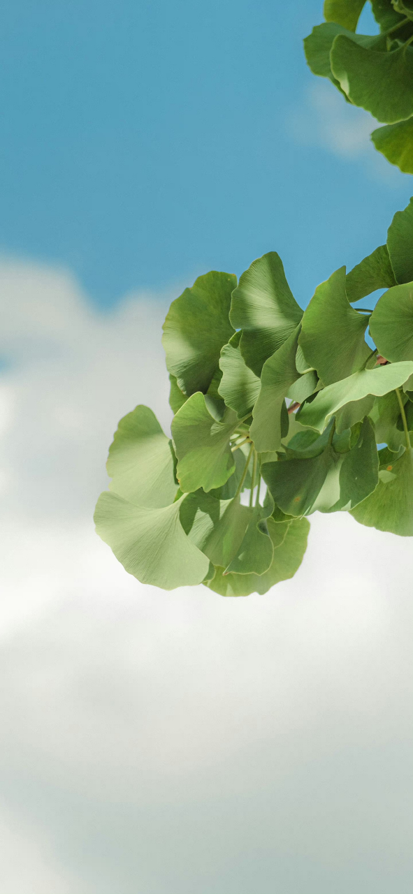 一组清新的壁纸[比心]  看着很放松呢,你们最喜欢哪张呢#宝藏作者创作