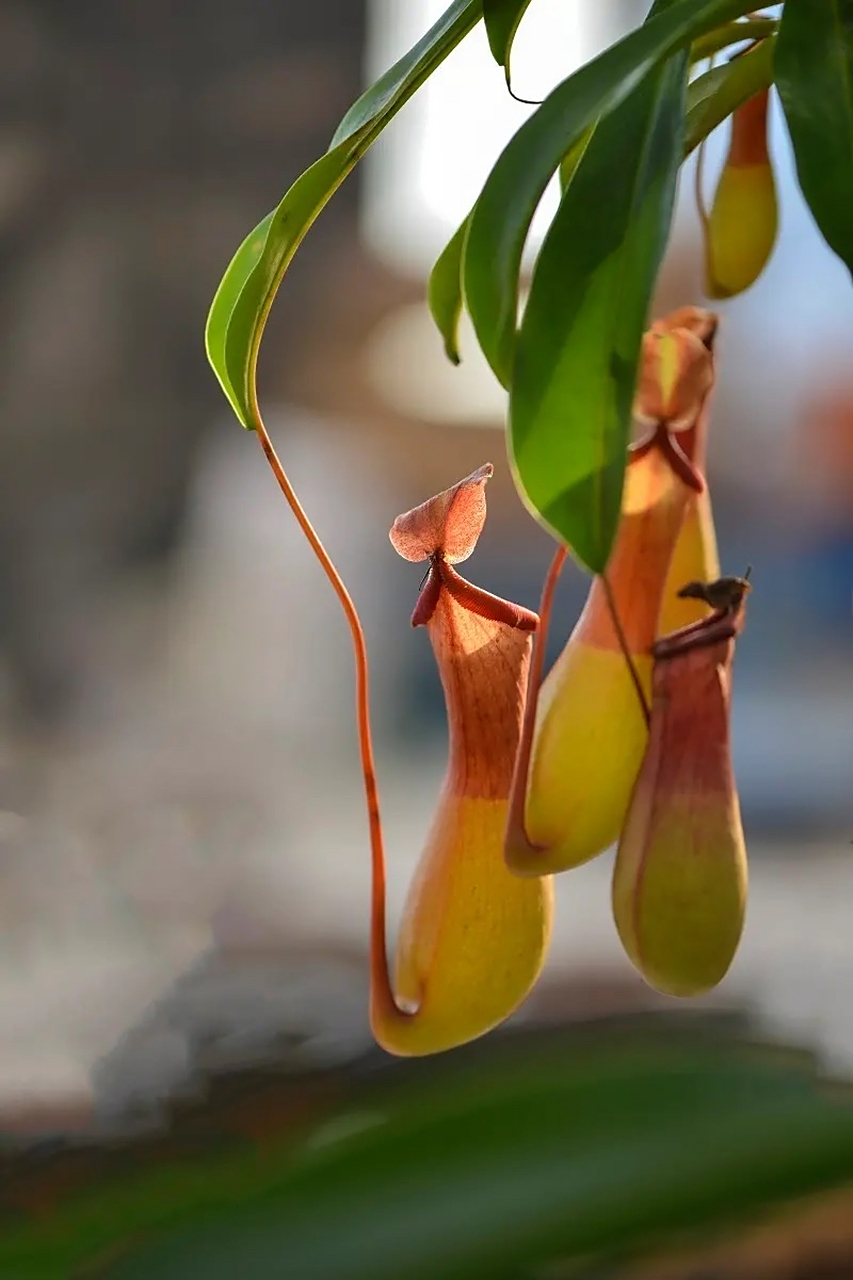 猪笼草,它是一种多年生草本植物,它的叶子形状很特别.
