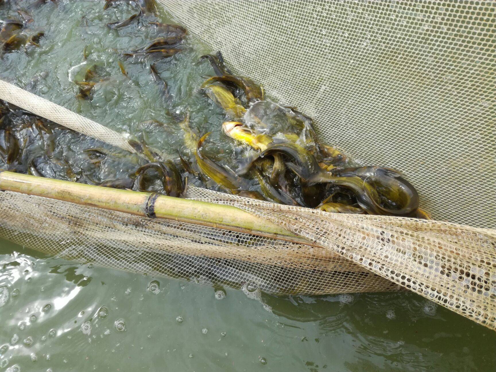黄鲫子鱼养殖图片