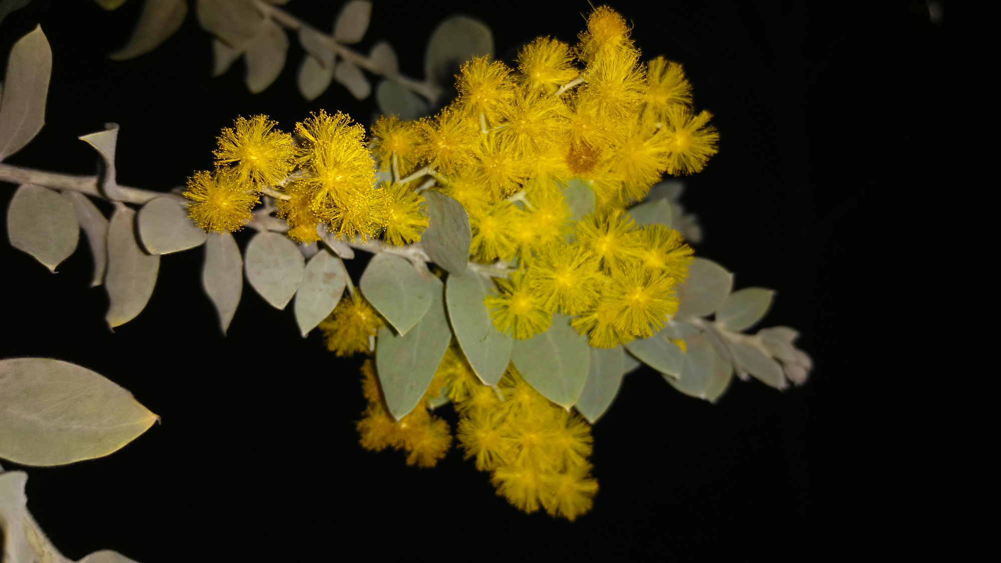 可爱银叶金合欢,花如其名真好看